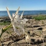 Pancratium maritimum Λουλούδι