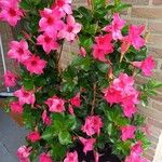 Mandevilla laxaFlower