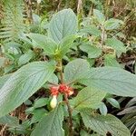 Glossoloma ichthyoderma Hoja