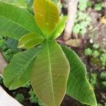 Anacardium occidentale Leaf