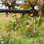 Prunus cerasus Φρούτο