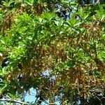 Terminalia amazonia Hábito