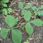 Arisaema triphyllum 葉