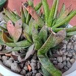 Gasteria obliqua ᱥᱟᱠᱟᱢ