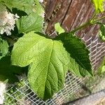 Viburnum macrocephalum Leaf