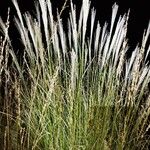 Miscanthus sinensisLeht