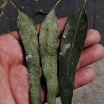 Eucalyptus tereticornis Leaf