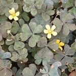 Oxalis corniculata ഇല