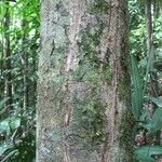 Hirtella glandulosa 樹皮