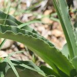 Crinum macowanii Folha