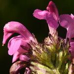 Pedicularis pyrenaica Flower