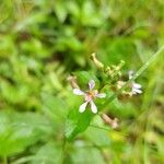Cuphea racemosa Flower