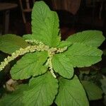 Amaranthus viridisЛист