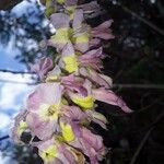 Gliricidia sepium Flower