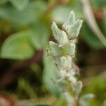 Salix pyrenaica Fruit