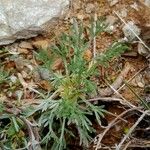 Artemisia umbelliformis Leaf