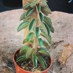 Peperomia asperula Hoja