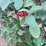 Cotoneaster glaucophyllus 葉