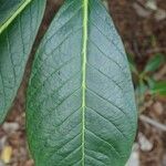 Rhododendron macabeanum Yaprak