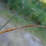 Agrostis stolonifera Fruit