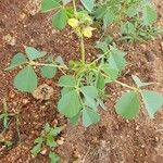 Crotalaria incana Folha