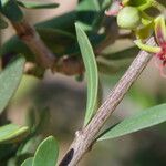 Periploca angustifolia Bark