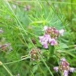 Thymus pulegioidesFlower