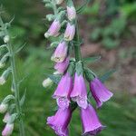 Digitalis purpureaফুল