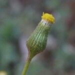 Senecio lividus Flower