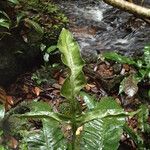 Bolbitis fluviatilis Leaf