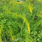 Solidago canadensisFloro