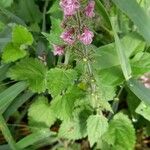 Stachys sylvatica Хабит