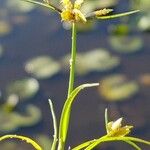 Cyperus flavescens Frugt