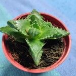 Faucaria tigrina Blad