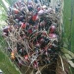 Elaeis guineensis Fruit