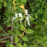 Lonicera japonica Flower