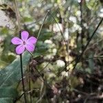 Geranium robertianum花