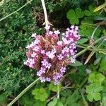 Verbena bonariensisFlower