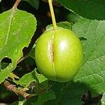 Prunus brigantina Fruit