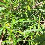 Persicaria decipiens Leaf