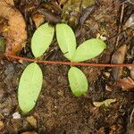 Pycnobotrya nitida Φύλλο