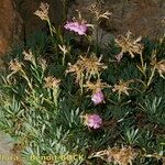 Dianthus rupicola Staniste