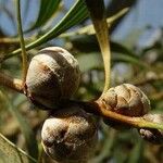 Hakea laurina Květ