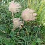 Geum montanum Frucht