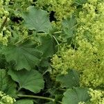 Alchemilla mollis Liść