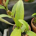 Guarianthe skinneri ഇല