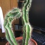 Isolatocereus dumortieri Hoja