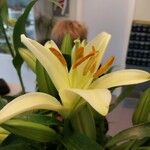 Lilium candidum Floare