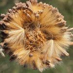 Platanus x hispanica फल