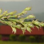 Polystachya cultriformis Цвят